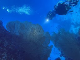 SportDiver_20251104_105528