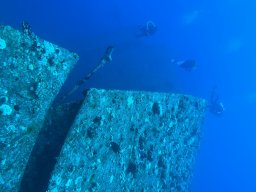 SportDiver_20251104_132115