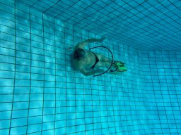 SportDiver_20251220_111854