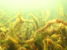 Wildschütz See &amp; Tana 2025