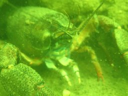 Wildschütz See &amp; Tana 2025